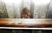 Гнездо ос под крышей
